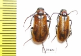 Alosimus luteus, pair  Iran, Kordestan prov. - INSECTS-STORE.RU