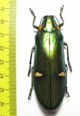 Megaloxantha bicolor otanii  Indonesia, Java - INSECTS-STORE.RU