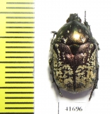Protaetia karelini  Russia, Volgograd reg. - INSECTS-STORE.RU