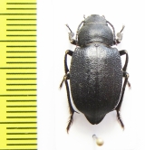 Sternotrigon grandis  China, Inner Mongolia prov. - INSECTS-STORE.RU