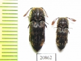 Eucnemidae sp.  Solomon isl. - INSECTS-STORE.RU