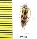 Croscherichia richteri  Iran, Sistan prov. - INSECTS-STORE.RU