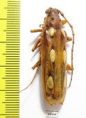 Coccoderus timbaraba  Costa Rica - INSECTS-STORE.RU