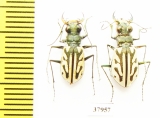 Habrodera capensis, pair  South Africa Rep. - INSECTS-STORE.RU