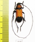 Purpuricenus desfontainii  Turkey - INSECTS-STORE.RU