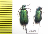 Alosimus armeniacus  Iran, Lorestan prov. - INSECTS-STORE.RU