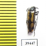 Mylabris lucens  Tajikistan - INSECTS-STORE.RU