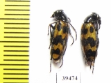 Mylabris excisofasciata  Tajikistan - INSECTS-STORE.RU