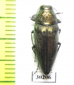 Gyascutus dianae  USA - INSECTS-STORE.RU