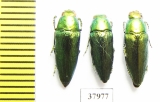 Sphenoptera tamarisci beckeri  Russia, Astrakhan reg. - INSECTS-STORE.RU