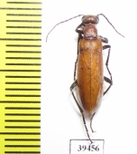 Epicauta sp.  USA - INSECTS-STORE.RU