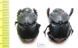 Bolbites onitoides  Argentina - INSECTS-STORE.RU