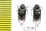 Valginae, Chromovalgus peyroni  Turkey - INSECTS-STORE.RU