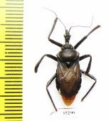 Hemiptera sp.  Panama - INSECTS-STORE.RU