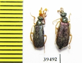 Cerocoma sp., pair  Turkey, Denizli prov. - INSECTS-STORE.RU