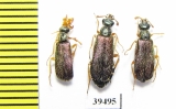 Cerocoma sp., pair  Turkey, Denizli prov. - INSECTS-STORE.RU