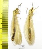 Myrmeleontidae sp.  Russia, Astrakhan reg. - INSECTS-STORE.RU