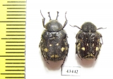 Goliathopsis duponti, pair  Thailand - INSECTS-STORE.RU