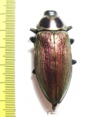 Euchroma gigantea  Peru 51mm - INSECTS-STORE.RU