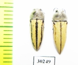 Acmaeodera pubiventris yumae  USA - INSECTS-STORE.RU