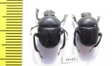 Gymnopleurus geoffroyi geoffroyi  Turkey - INSECTS-STORE.RU