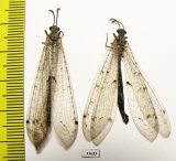 Myrmeleontidae sp.  Russia, Astrakhan reg. - INSECTS-STORE.RU