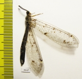 Myrmeleontidae sp.  Russia, Astrakhan reg. - INSECTS-STORE.RU