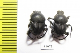 Sisyphus schaefferi  Turkey - INSECTS-STORE.RU