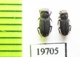 Aphodiinae sp.  Malaysia, Borneo - INSECTS-STORE.RU