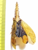 Cathedra serrata  Peru - INSECTS-STORE.RU