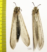 Myrmeleontidae sp., pair  Russia, Astrakhan reg. - INSECTS-STORE.RU