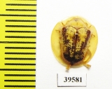 Chrysomelidae sp.  Cuba - INSECTS-STORE.RU