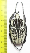 Goliathus albosignathus kirkianus  Tanzania 60mm - INSECTS-STORE.RU