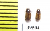Aphodius kisilkumi  Kazakhstan - INSECTS-STORE.RU