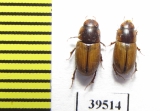 Aphodius immundus  Russia, Astrakhan reg. - INSECTS-STORE.RU