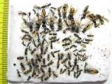 Hymenoptera sp.  Russia, N.Novgorod reg. - INSECTS-STORE.RU