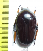 Morokia bennigseni  Indonesia, Papua - INSECTS-STORE.RU