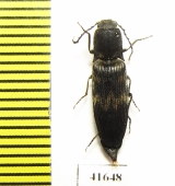 Diacanthous undulatus  Russia, Tver reg. - INSECTS-STORE.RU