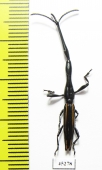 Brentidae sp.  Peru - INSECTS-STORE.RU