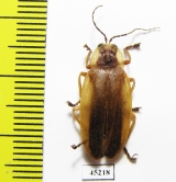 Lampyridae sp.  Peru - INSECTS-STORE.RU