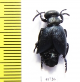 Meloe brevicollis  Russia, Tver reg. - INSECTS-STORE.RU