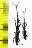 Brentidae sp.  Peru - INSECTS-STORE.RU