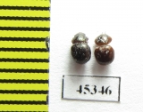 Ceratocanthinae sp.  Peru - INSECTS-STORE.RU