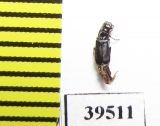 Melyridae sp.  Indonesia, Papua - INSECTS-STORE.RU