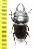 Dorcus arfakianus  Indonesia, Papua - INSECTS-STORE.RU