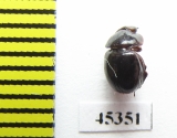 Ceratocanthinae sp.  Peru - INSECTS-STORE.RU