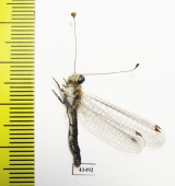 Ascalaphidae sp.  South Africa Rep. - INSECTS-STORE.RU
