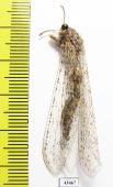 Myrmeleontidae sp.  South Africa Rep. - INSECTS-STORE.RU