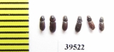Pleurophorus sp.  Uzbekistan - INSECTS-STORE.RU
