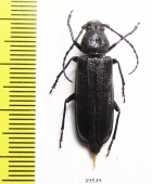Megasemum quadricostulatum  Russia, Far East - INSECTS-STORE.RU
